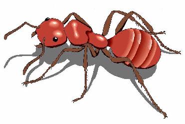 Red Ant