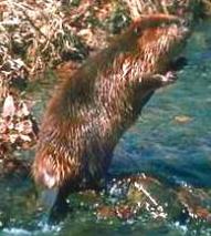 Beaver