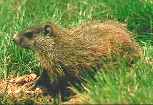 Groundhog or Woodchuck