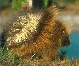 Porcupine