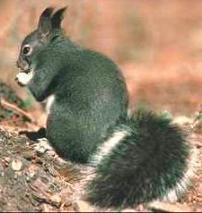 Gray Squirrel