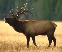 Elk