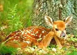 A Baby Deer