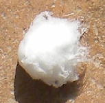 Cotton Ball