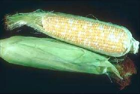 Fresh Corn