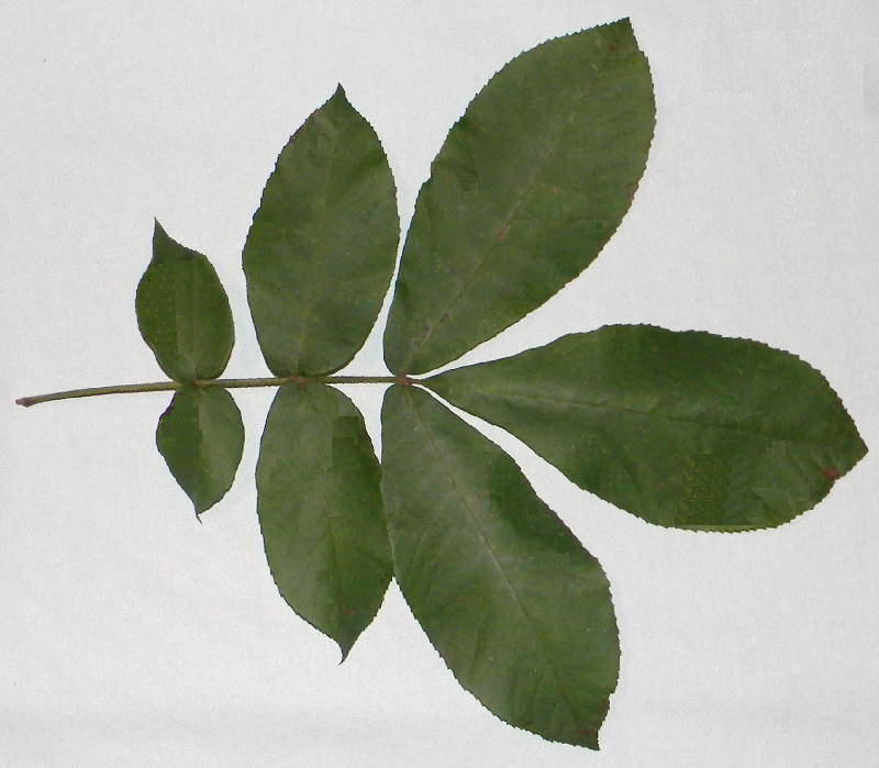 Leaves