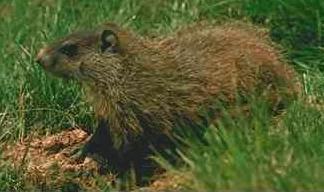 Groundhog or Woodchuck