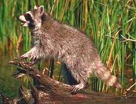 Raccoon