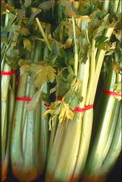 Celery