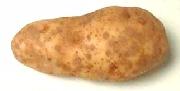 Potato