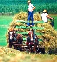 Harvest TIme